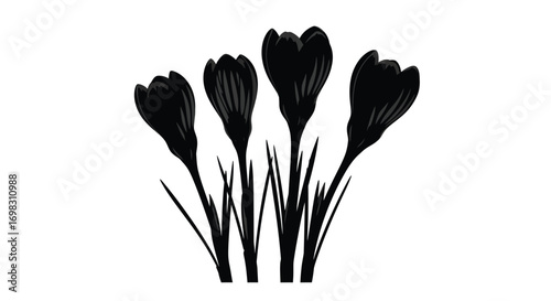 Four delicate black crocus flowers bloom in spring garden silhouette vector