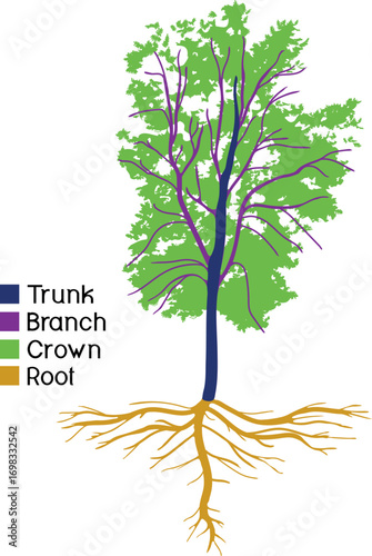 Parts of plant. Morphology of deciduous tree with crown and root with titles isolated on white background. Educational material for biology lesson	
