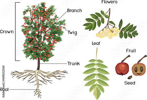 Botanical illustration with rowan tree (Sorbus aucuparia) with root system, Inflorescence, ripe red rowan berries and green leaf isolated on white background	