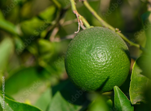 Ripening green orange on tree branch in Cyprus