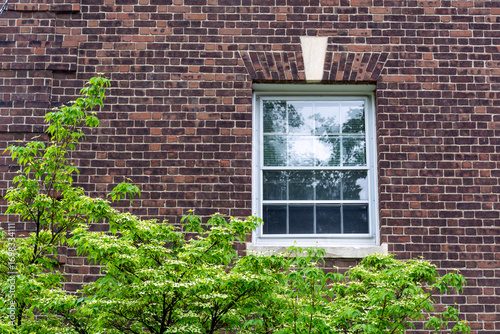 Classic sash window on a weathered brick facade with greenery below in Boston, Massachusetts, USA
