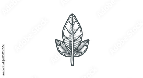Hand drawn sketch illustration of a single plant leaf.