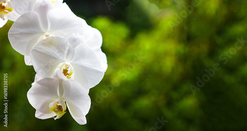 Blooming white phalaenopsis orchid close-up on green background, copy space for text