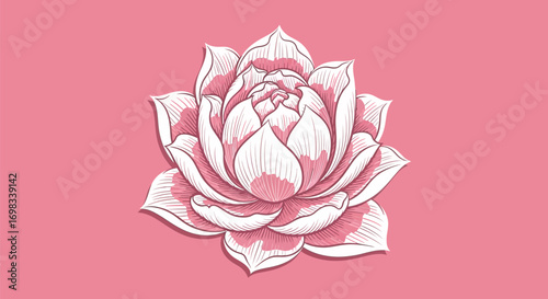 Hand drawn pink and white lotus flower illustration.