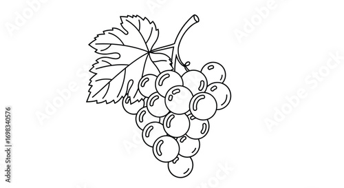 Detailed outline of fresh grapes with leaves and stem illustrating a natural and healthy fruit harvest
