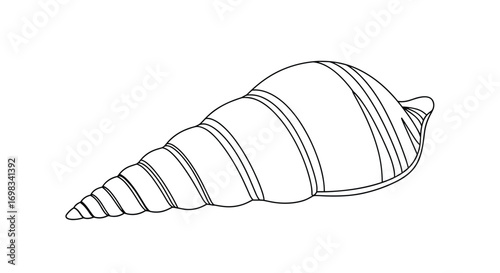 Detailed line drawing of a long slender spiral seashell featuring prominent ribbing along its conical spire and a rounded body whorl