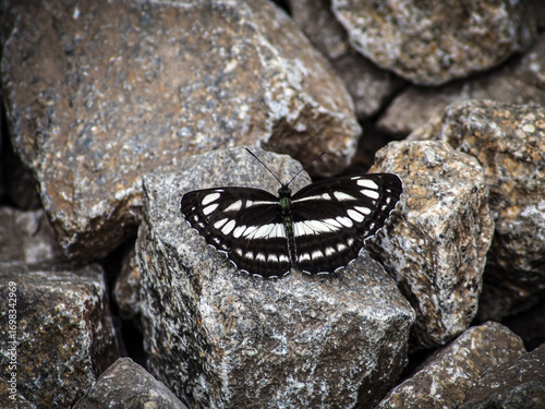 Pallas' Sailer Butterfly (Neptis sappho) Resting on Natural Rocks – Black and White Wing Pattern
