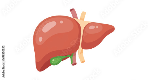 Anatomical Illustration of a Human Liver with Gallbladder.