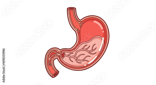 Anatomical Illustration of a Human Stomach Showing Internal Details.