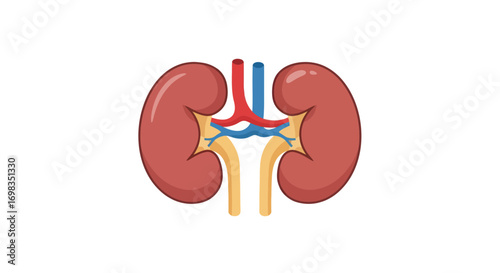 Human Kidneys with Blood Vessels and Ureters.