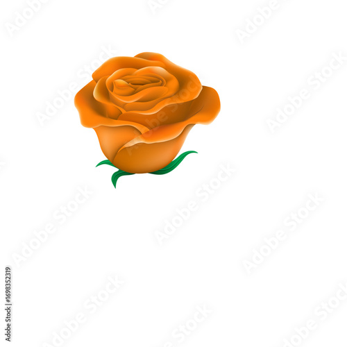 orange rose  in green lef
