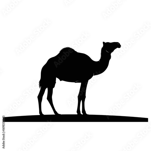 Camel silhouette isolated on white background