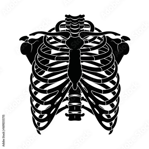 Human rib cage silhouette isolated on white background