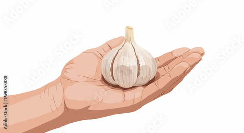 Vector art of a single bulb of garlic is held in the palm of a hand, isolated on a, representing healthy eating and natural ingredients