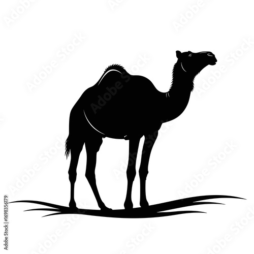 Camel silhouette standing on dry grass isolated on white background