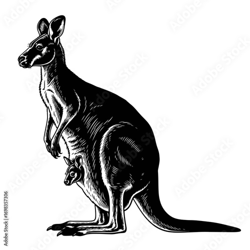 Kangaroo and joey silhouette isolated on white background