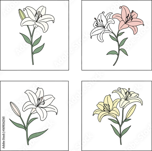 Elegant lily flower arrangements delicate botanical art for romantic floral designs vector