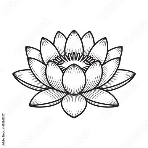 Classic lotus flower illustration in a black and white engraving style, detailed line art vector graphic isolated on a white background
