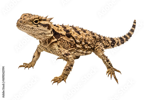 Texas Horned Lizard Detailed Closeup of a Young Reptile isolated on transparent background