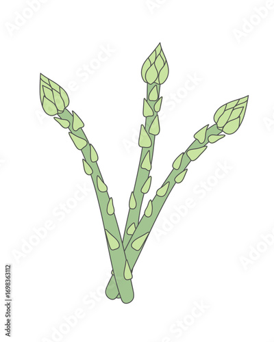 Hand drawn asparagus isolated on white background. Sparrowgrass. Vector illustration