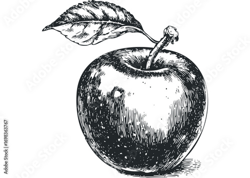 Detailed sketch of a single apple with a leaf and stem