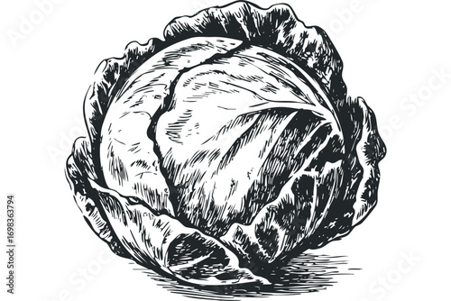 Sketch of Cabbage Vegetable on Transparent Background
