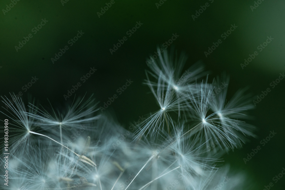 Fototapeta premium Dandelion abstract background. Shallow depth of field.
