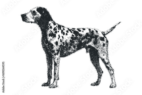 Dalmatian dog profile view on transparent background