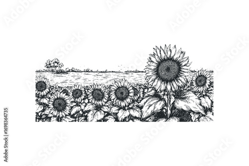Field of sunflowers under a textured sky with distant trees