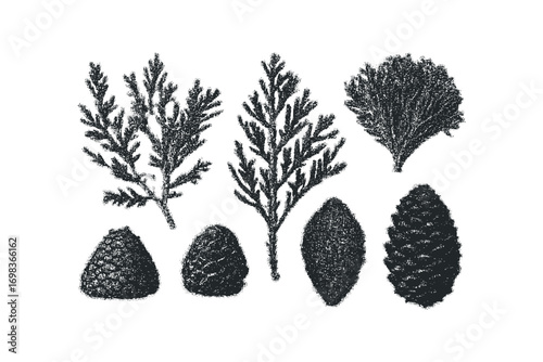 Botanical set with coniferous branches and pine cones on white