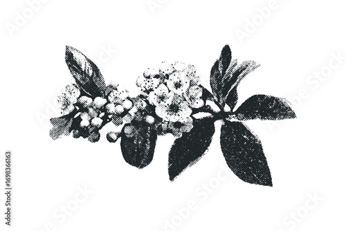 Floral branch with small blooms and leaves, black and white halftone dot style