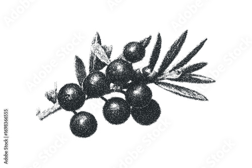 Blackberry branch with leaves, isolated