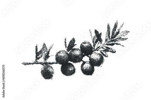 Monochromatic pointillist drawing of juniper berries on a branch