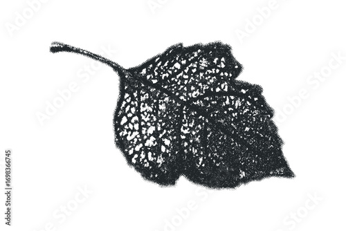 Grungy textured leaf with stem on transparent background