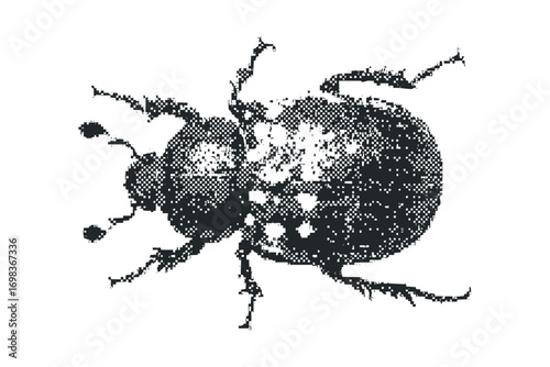 Monochromatic insect on white background
