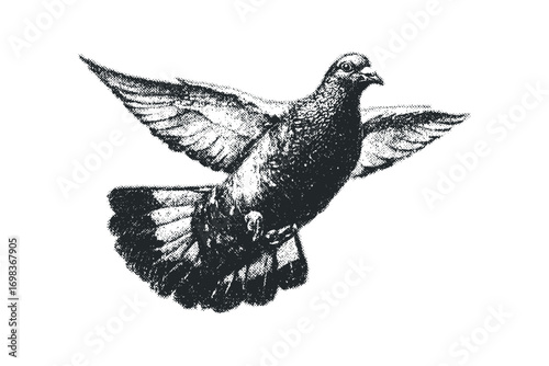 Pigeon bird flying with open wings on white isolated