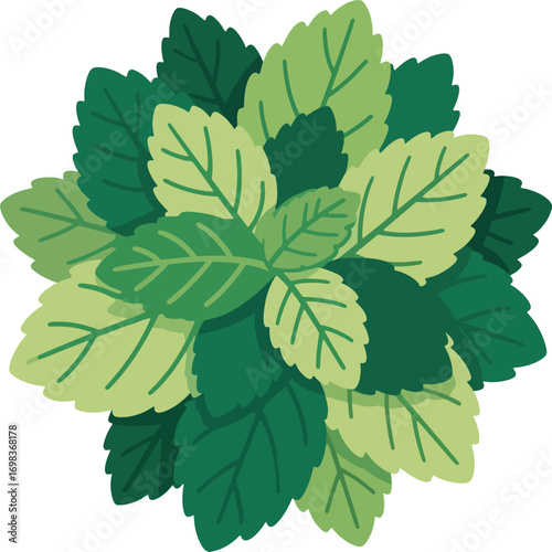 Flat Mint Leaves Bunch Vector Illustration – Fresh Green Herbal Cluster Minimalist