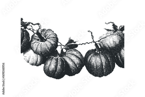 Group of pumpkins on vine with transparent background