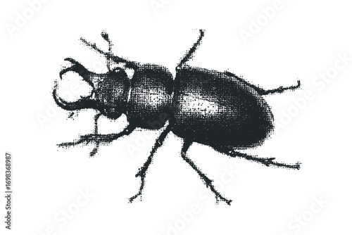 Stag beetle insect monochrome graphic on white