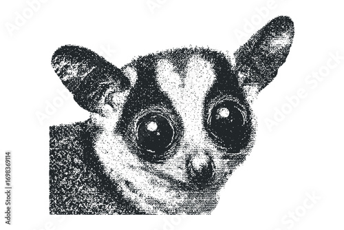 Close up portrait of a sugar glider with large eyes