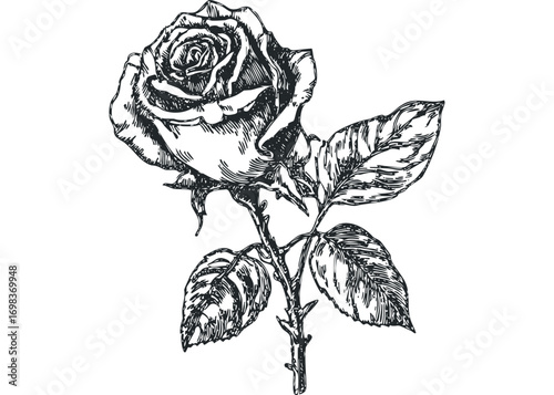 Pencil sketch of a blooming rose with leaves, on white