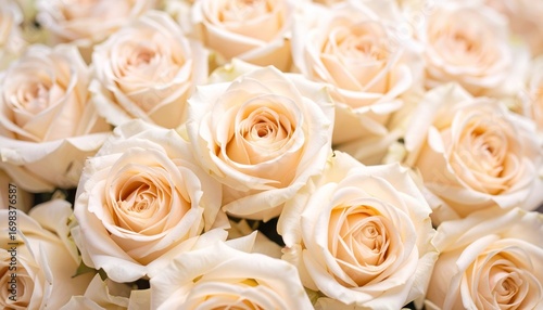 Exquisite Cluster of Ivory Roses Showcasing Petal Details and Delicate Hues