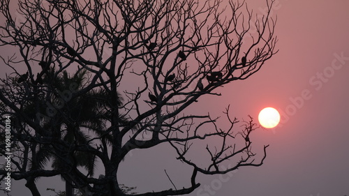 Birds on sunrise