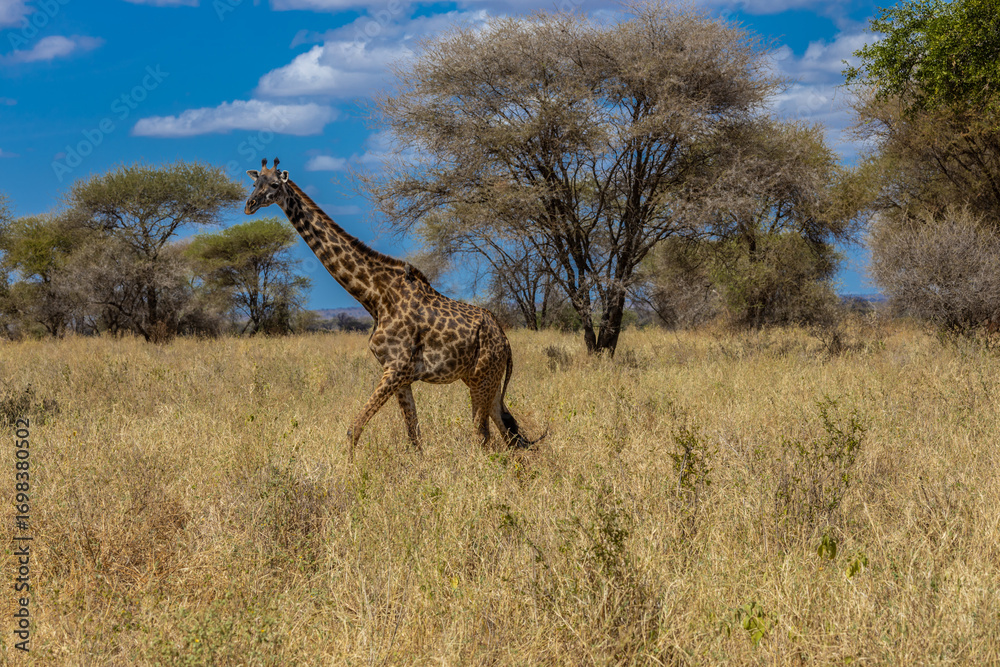 Obraz premium Giraffe in Africa savanna on dry grass at safari game drive. Wild nature in African national parks of Kenya and Tanzania. Mammals animals wildlife in African savanna bush Ngorongoro and Tarangire