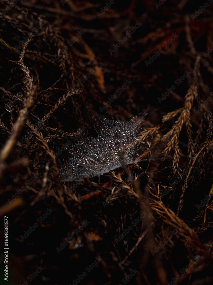 Obraz premium spider web in the forest after rain