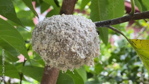 Closeup of Agricultural Pests Destroying Sugar Apple Fruit .