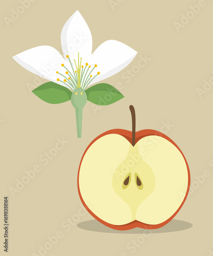 Educational vector showing anatomy of apple flower and half fruit with seeds, useful for biology learning about plant reproduction, fruit development, and botany.
