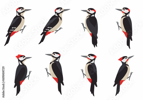 Vector illustration set of eight minimalist Great Spotted Woodpeckers, showcasing various natural postures. Isolated bird icons with black, white, and red plumage for nature and wildlife designs.