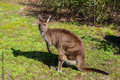 A Kangaroo Island kangaroo (Macropus fuliginosus fuliginosus) is seen in Kangaroo Island, South Australia. 