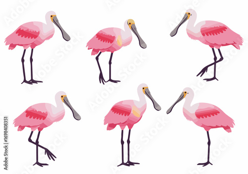 Collection of cartoon Roseate Spoonbills in various poses, featuring their distinctive pink plumage and spoon-shaped bills, isolated on a white background.